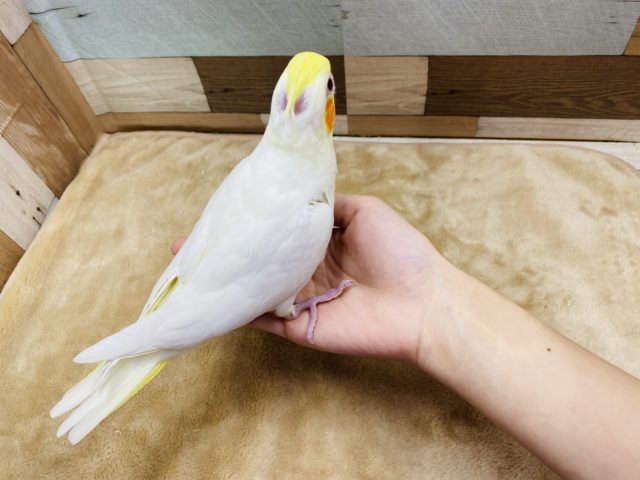 オカメインコ