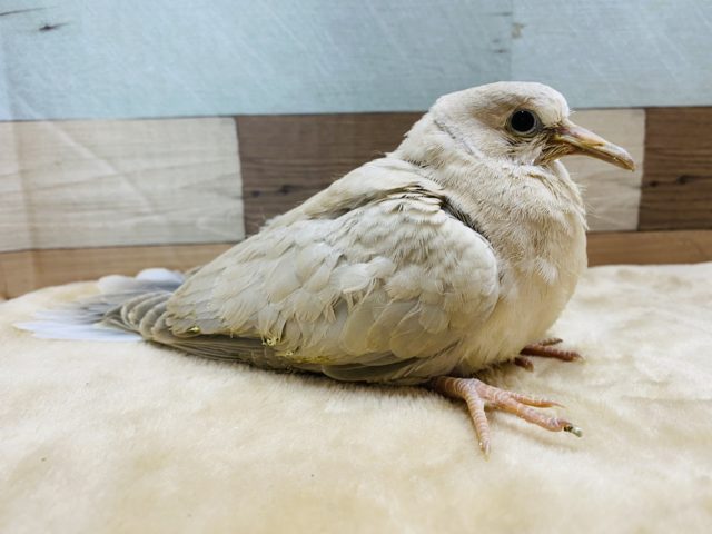 ジュズカケバト