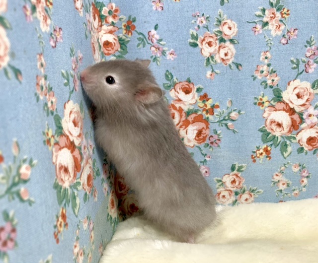 ゴールデンハムスター