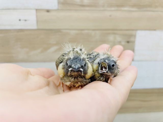 錦花鳥（キンカチョウ）