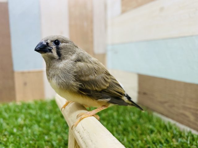 錦花鳥（キンカチョウ）