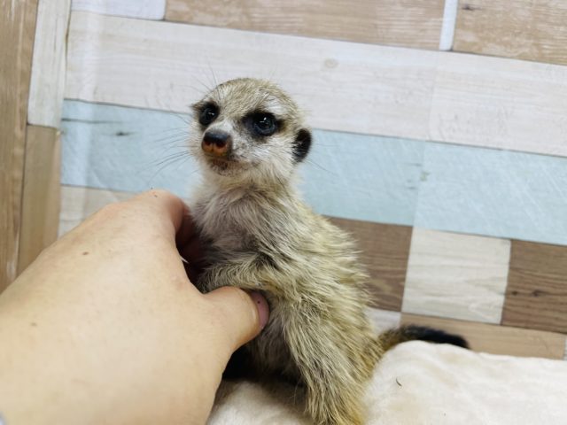 ミーアキャット