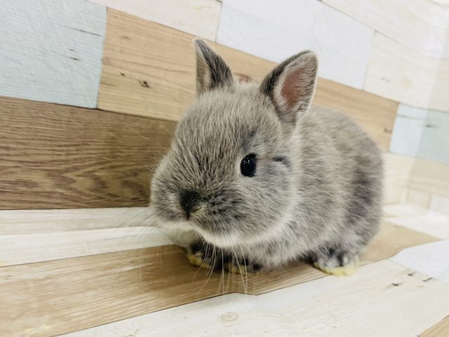 ネザーランドドワーフ