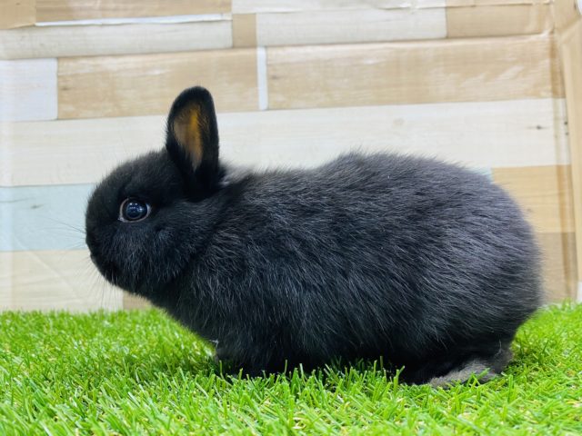 ネザーランドドワーフ