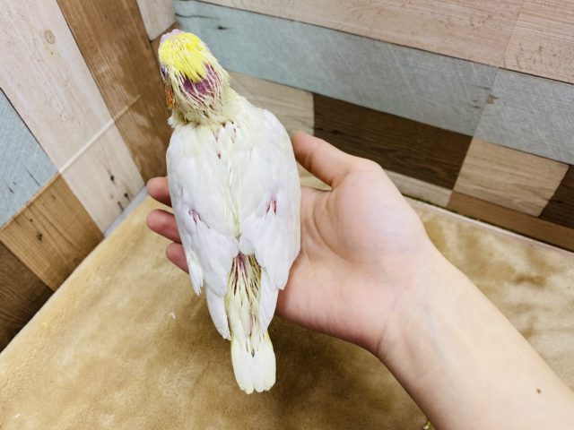 オカメインコ