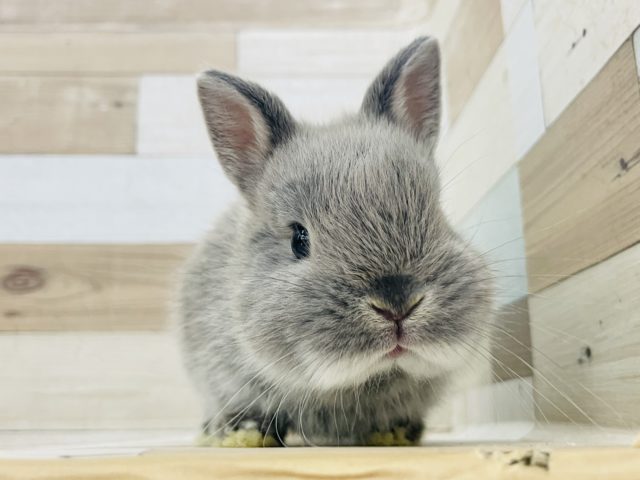 ネザーランドドワーフ