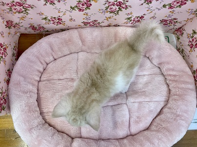 スコティッシュフォールド