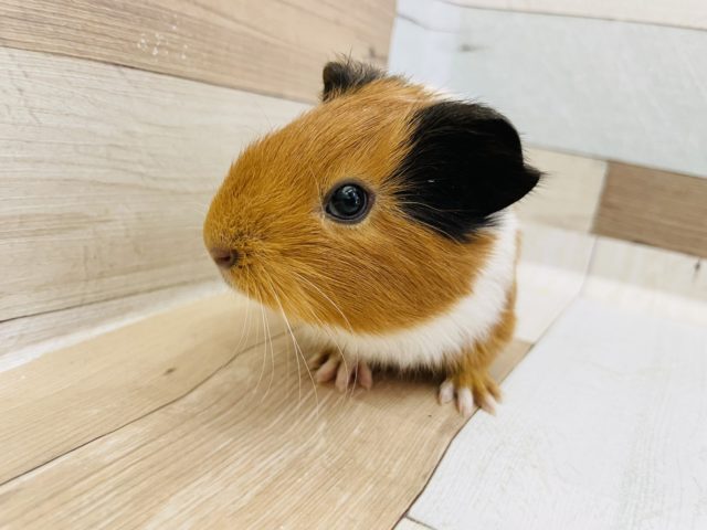 イングリッシュモルモット