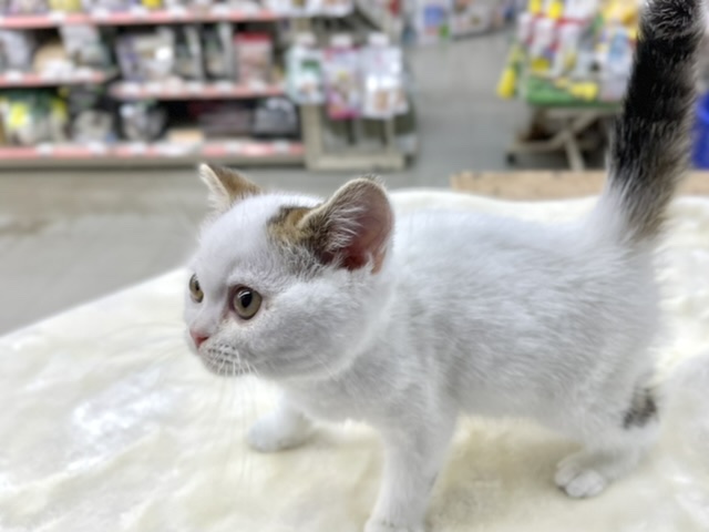 スコティッシュフォールド