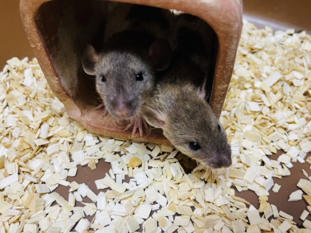 ファンシーラット