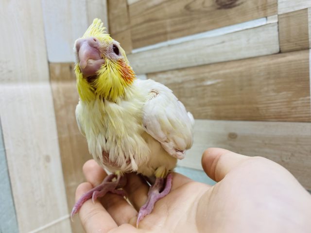 オカメインコ