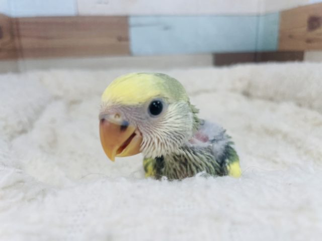 コザクラインコ（小桜インコ）