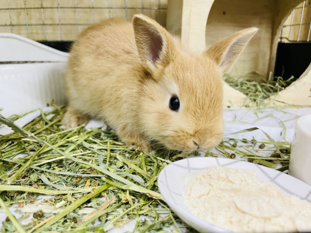 ネザーランドドワーフ