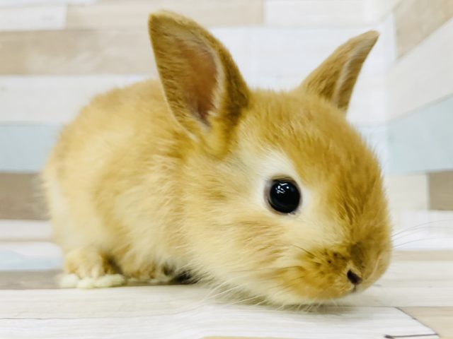 ネザーランドドワーフ