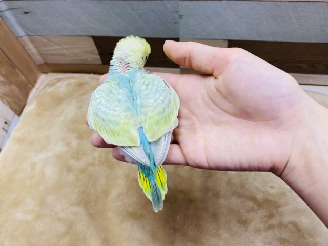 セキセイインコ