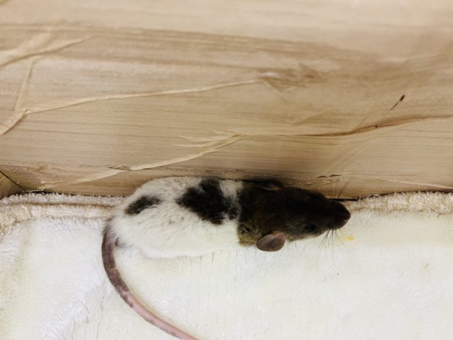 ファンシーラット