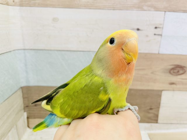 コザクラインコ（小桜インコ）