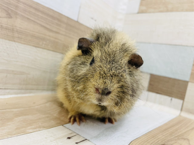 メリノモルモット