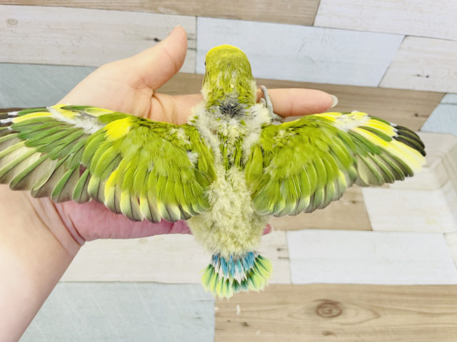 コザクラインコ（小桜インコ）