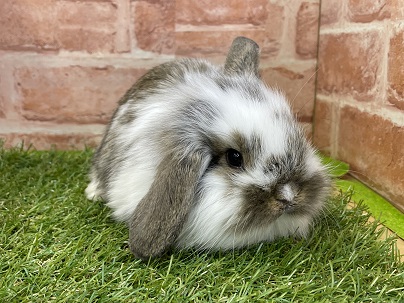 ロップイヤーラビット