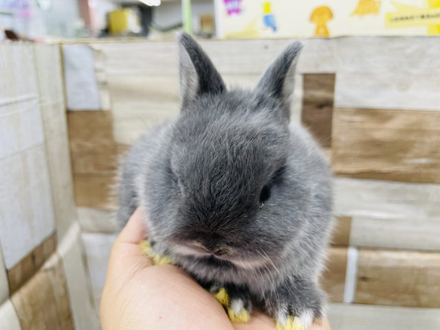 ネザーランドドワーフ