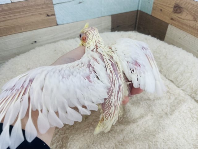 オカメインコ