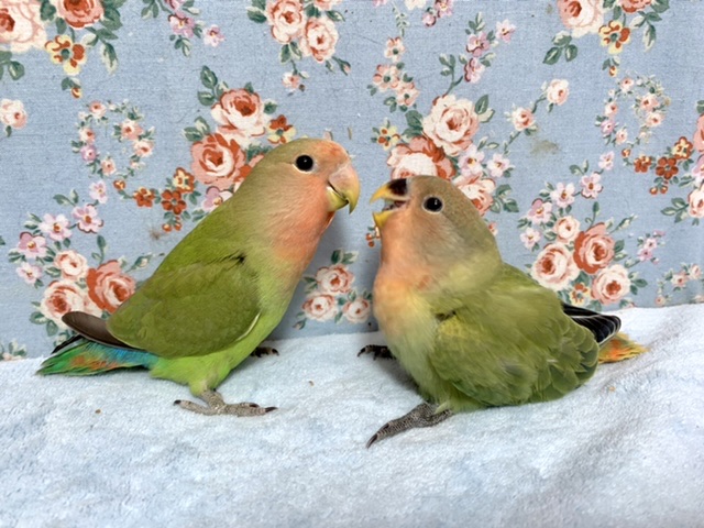 コザクラインコ（小桜インコ）