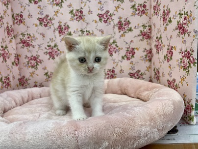 スコティッシュフォールド