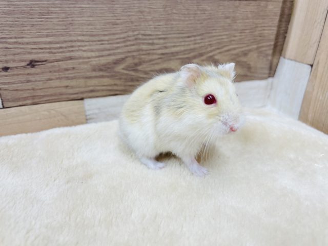 目の色が魅力的なハムスターちゃん♥️イエロールビーアイ! キャンベルハムスター