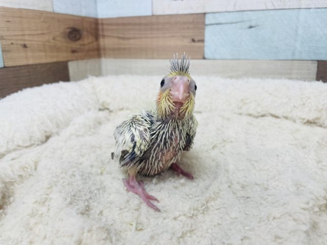 オカメインコ
