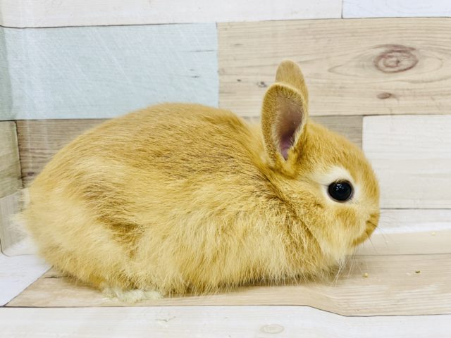 ネザーランドドワーフ