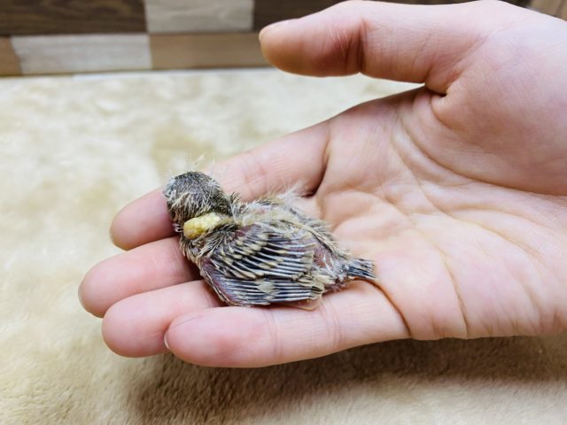 錦花鳥（キンカチョウ）