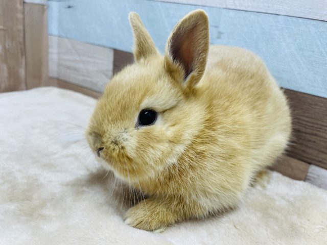 ネザーランドドワーフ