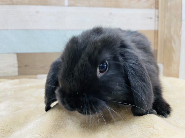 ホーランドロップ