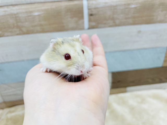 キャンベルハムスター