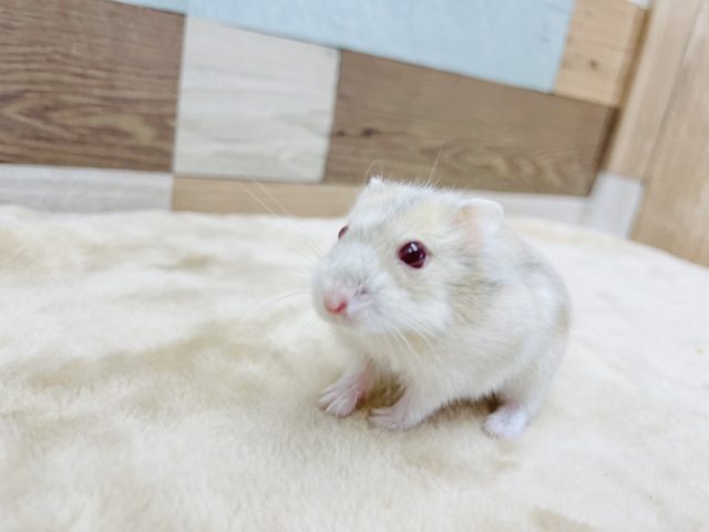 キャンベルハムスター