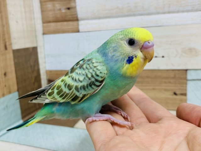 セキセイインコ