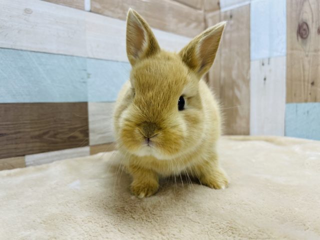 ネザーランドドワーフ