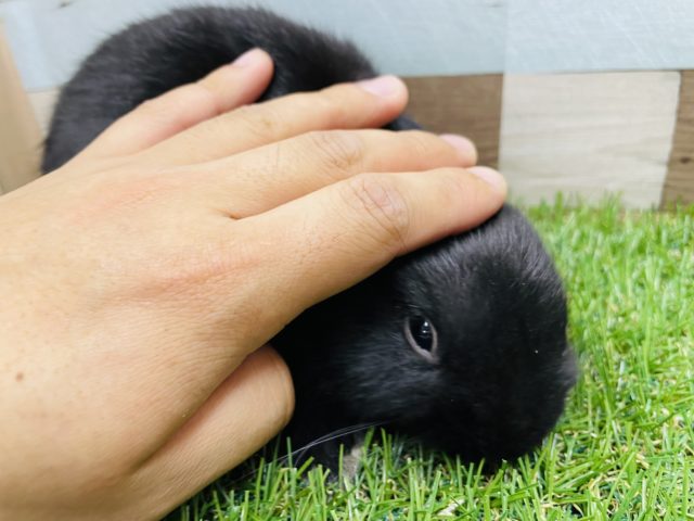 ネザーランドドワーフ