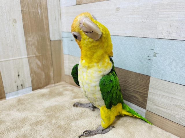 シロハラインコ