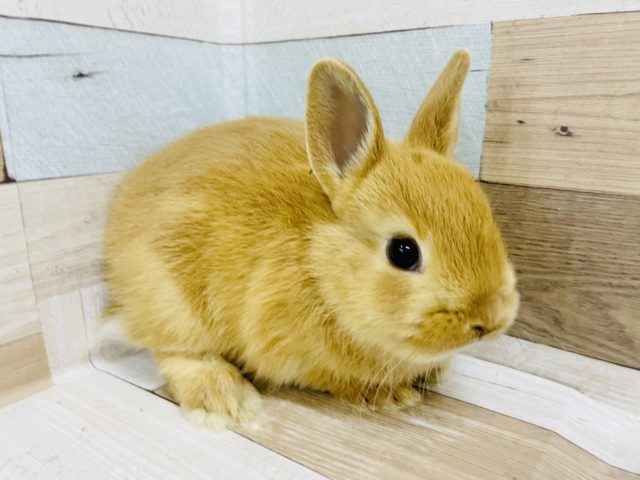 ネザーランドドワーフ