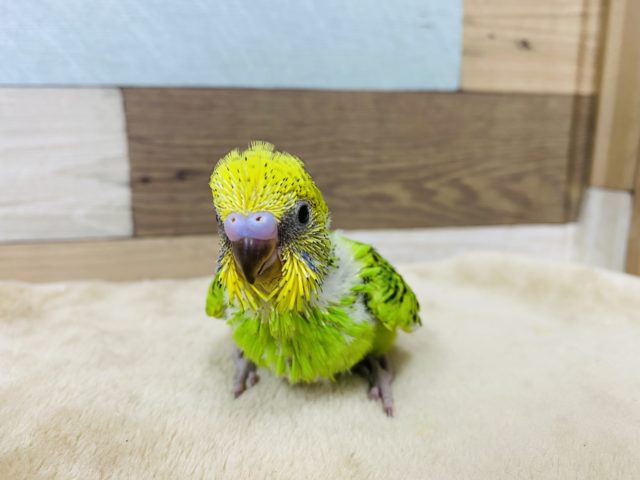 セキセイインコ