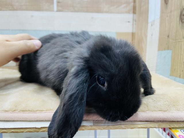 ホーランドロップ