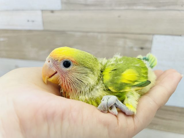 コザクラインコ（小桜インコ）