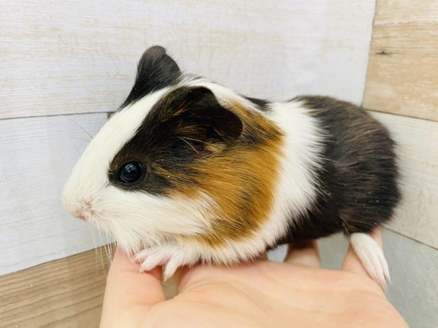 イングリッシュモルモット