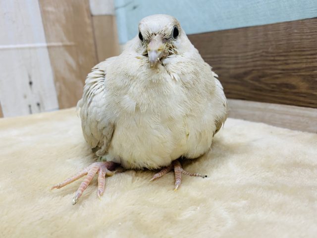 ジュズカケバト