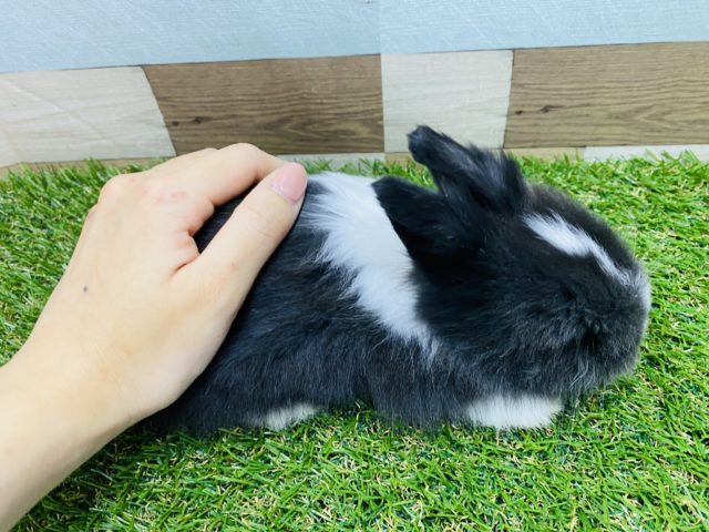 ライオンラビット