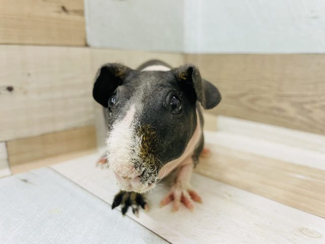 スキニーギニアピッグ