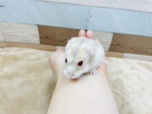 キャンベルハムスター