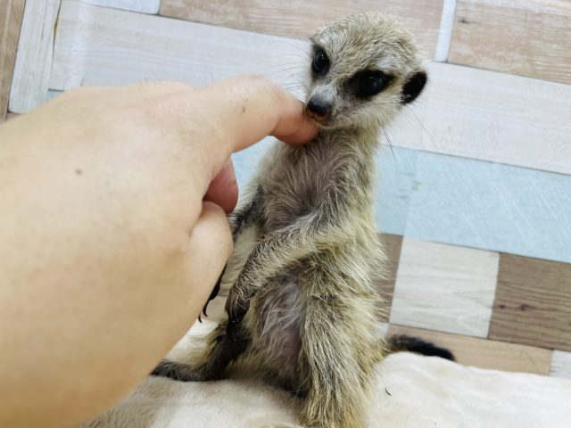 ミーアキャット